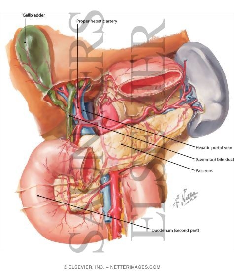 Arterial Blood Supply of Liver, Biliary System and Pancreas (Anterior View)