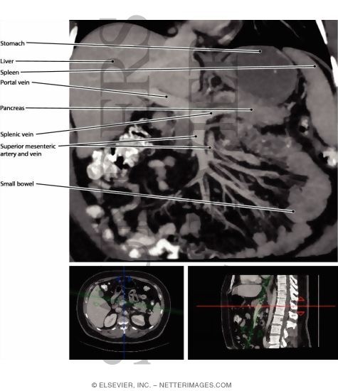 Veins of the Small Bowel