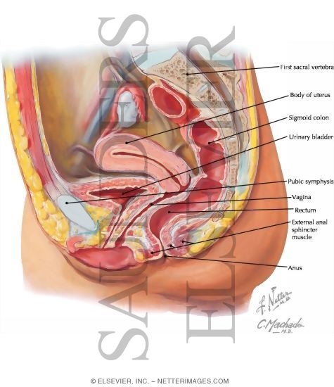 Female Pelvic Viscera, Sagittal View