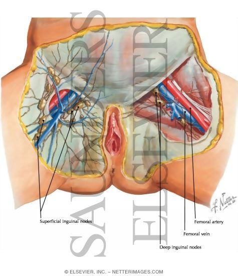 Lymph Node Groin