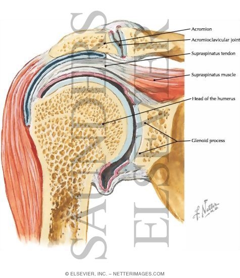 Shoulder Joint, Supraspinatus Muscle
