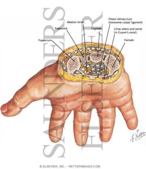 Wrist, Carpal Tunnel (2) Biology Diagrams