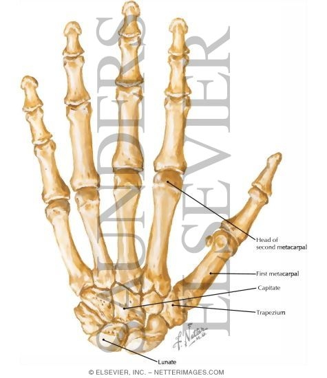 bones of the hand tableau