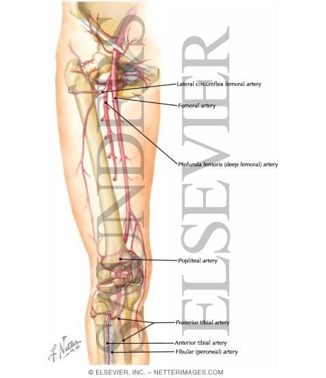 Arteries of Thigh and Knee: Schema
Arteries of the Leg and Knee