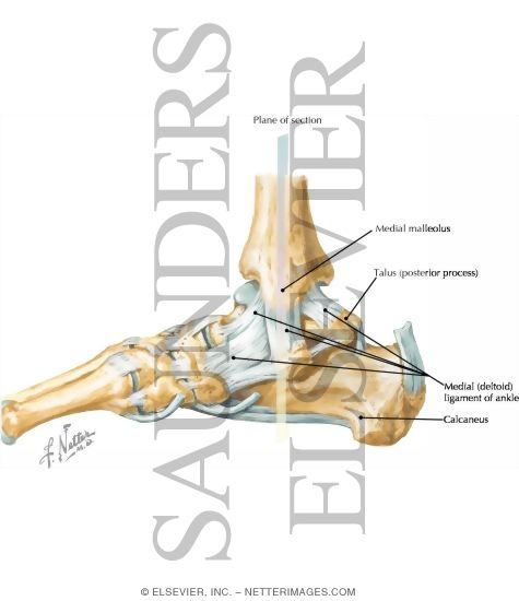 Medial Ligaments of Ankle