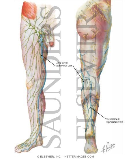 Saphenous Veins