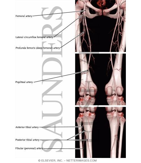 Arteries of the Lower Limb