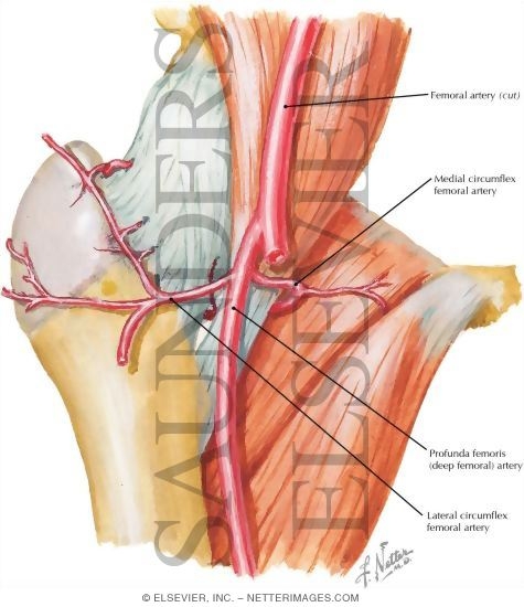 pelvic vasculature