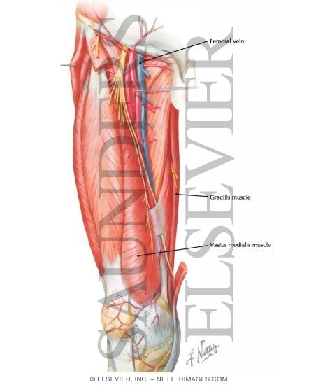 Deep Anterior Thigh Region