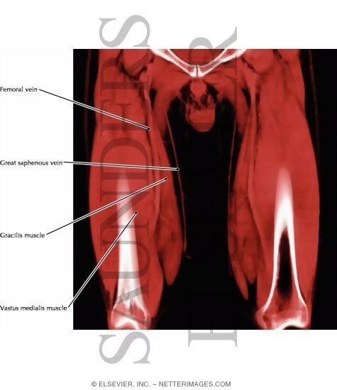 Deep Anterior Thigh Region