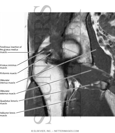 Gluteal Region