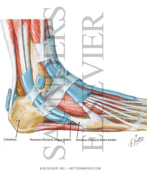anatomy ankle joint