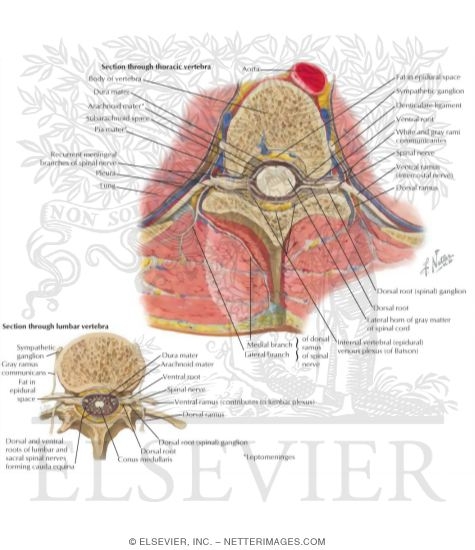 Spinal Nerve Origin: Cross Sections
