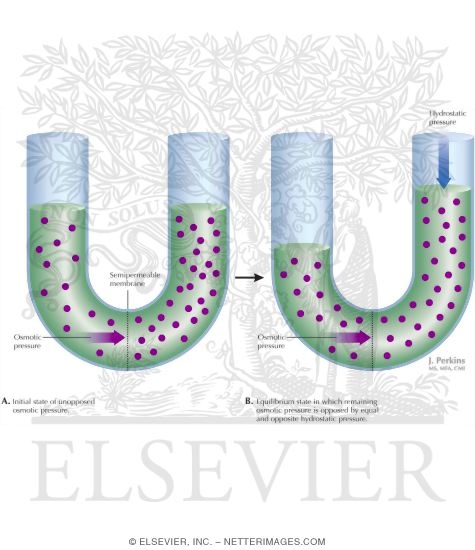 Osmosis and Osmotic Pressure