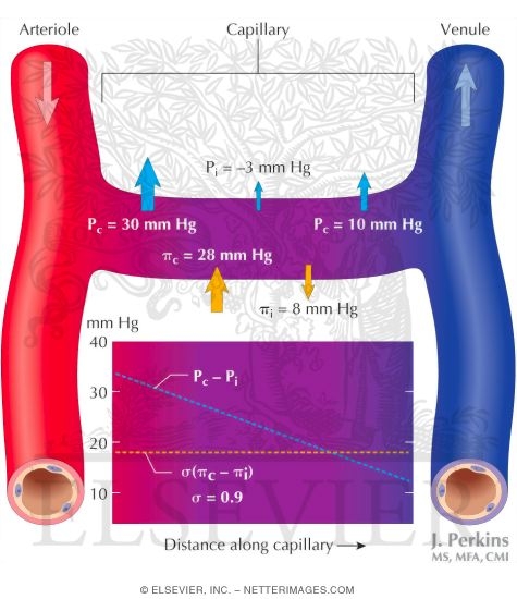 Starling Forces Across the Capillary