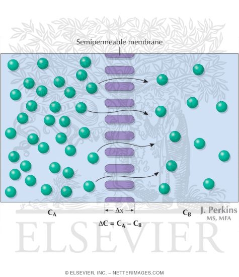 Diffusion Through a Semipermeable Membrane