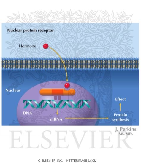 Nuclear Protein Receptors