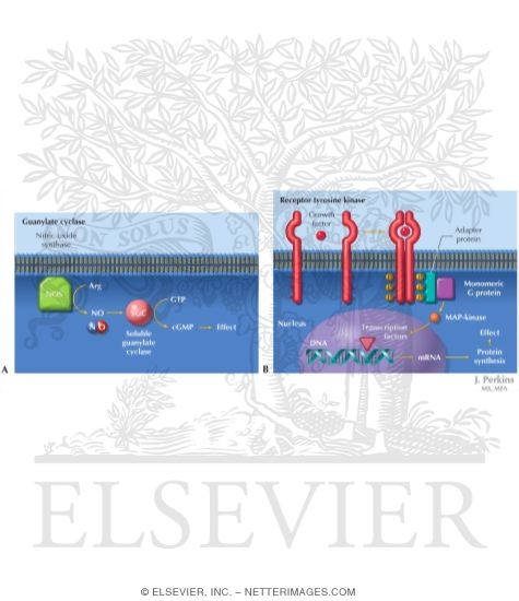 Simple and Complex Transduction Systems