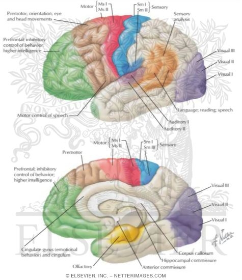 Cerebral Cortex: Localization of Function and Association Pathways