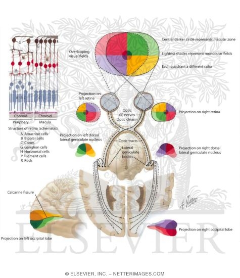 Retinogeniculostriate Visual Pathway