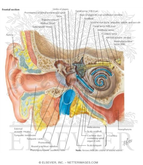 Fluid Filled Ear
