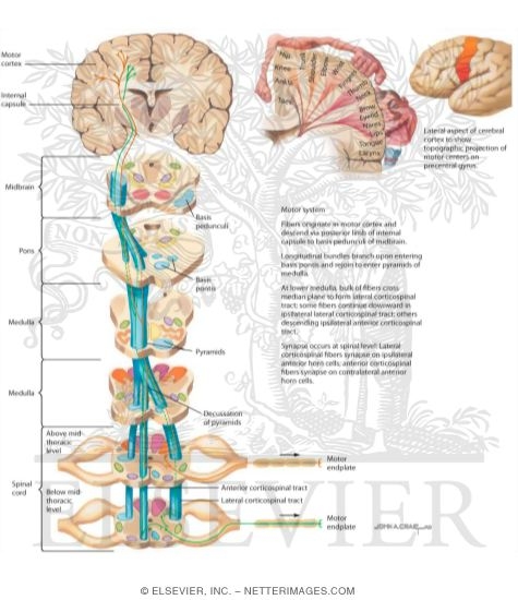 Descending Motor Tracts