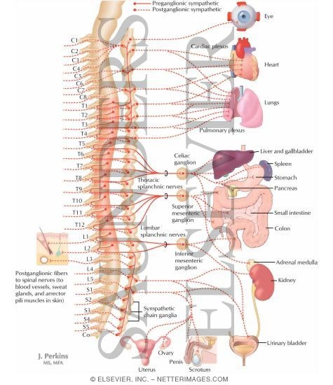 Nervous System: Effects of the Sympathetic Division of the ANS