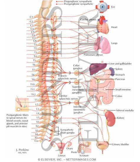 somatic nervous system. hairstyles nervous system, somatic somatic nervous system.