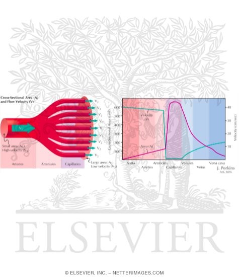 Relationship Between Velocity of Blood Flow and Cross-sectional Area