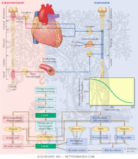 sympathetic and parasympathetic. and parasympathetic nerves