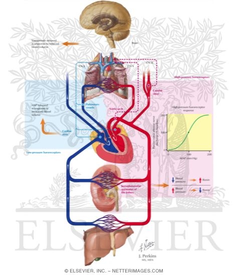 Blood Pressure Physiology