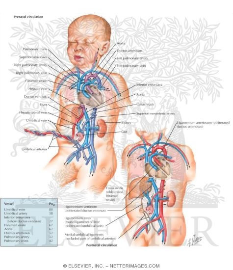 circulation of heart. circulation, right heart,