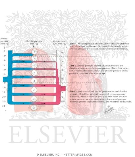 Lung Blood Flow