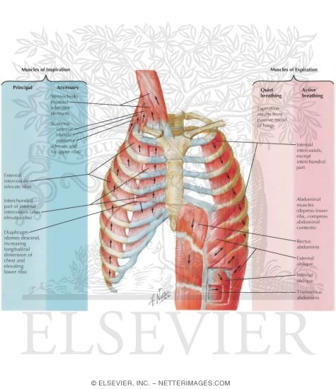 Muscles of Inspiration - Muscles of Expiration
Muscles of Respiration
Respiratory Muscles