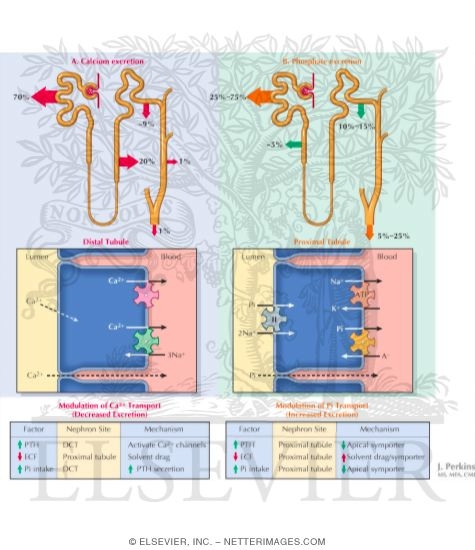 Calcium and Phosphate Excretion