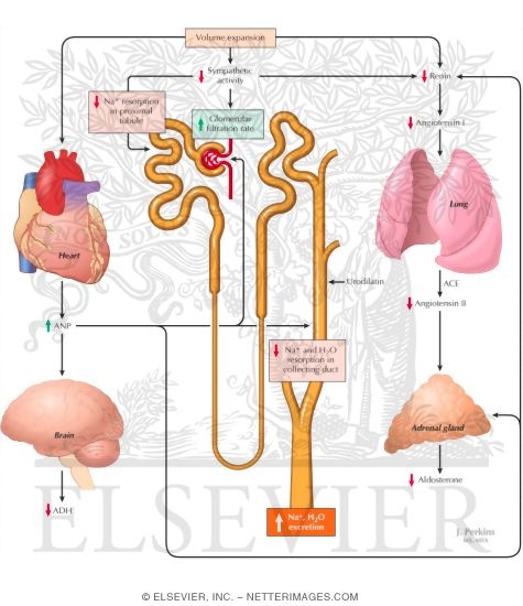 Renal Response to Volume Expansion