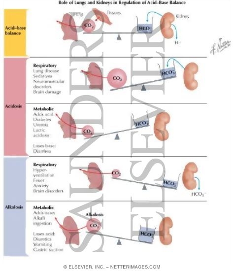 Role of Lungs and Kidneys in Regulation of Acid-Base Balance