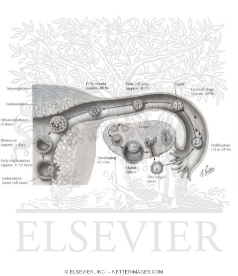 Week 1, Fertilization and Week 1, Fertilization and