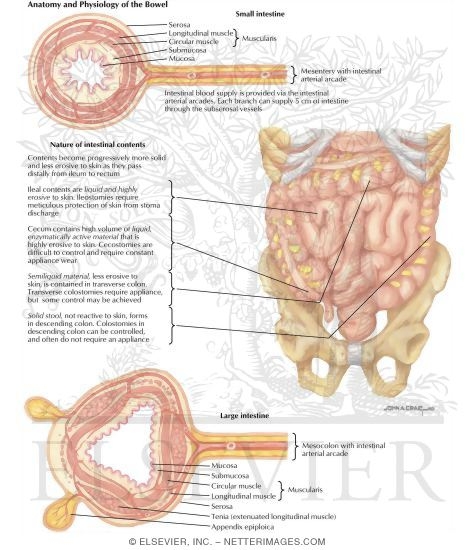 Types of Stomas: Anatomy and Physiology of the Bowel