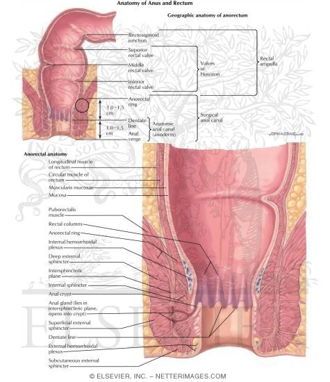 anorectal anatomy