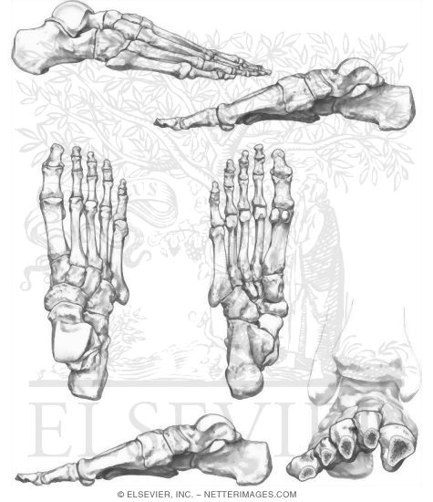 Welcome To Netter Images