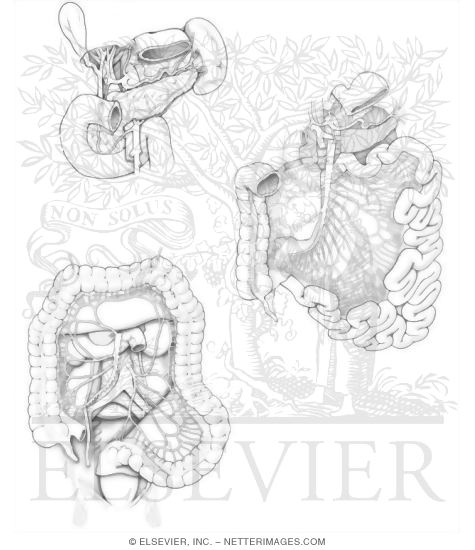 Arteries of the Gastrointestinal Tract
