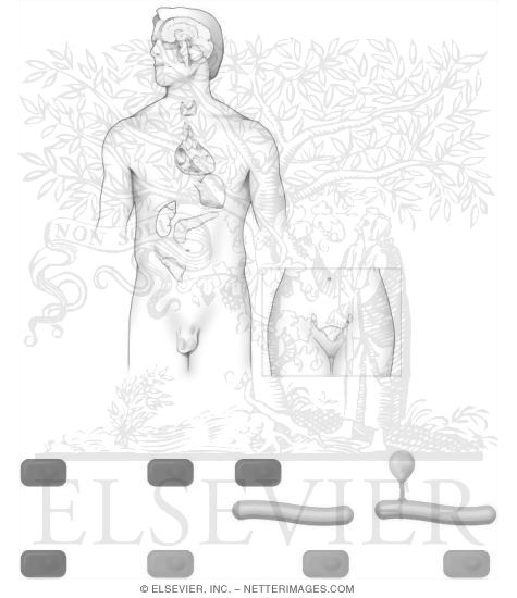 Endocrine System Coloring