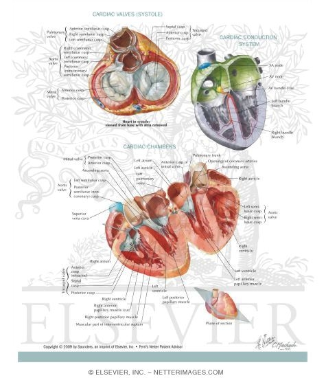 Netter+Heart An...
