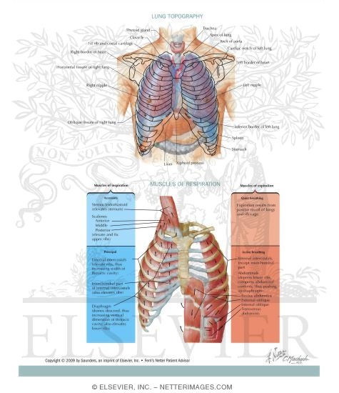 animal cell diagram grade 8. animal cell diagram without labels. right atriuma Human; right atriuma Human. mcmlxix. Mar 29, 01:46 PM. Finder does not support Cut and Paste