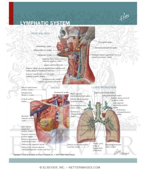 Lymphatic System