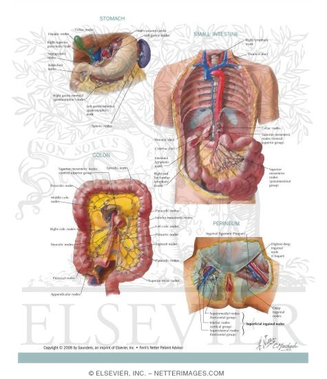 Lymphatic System