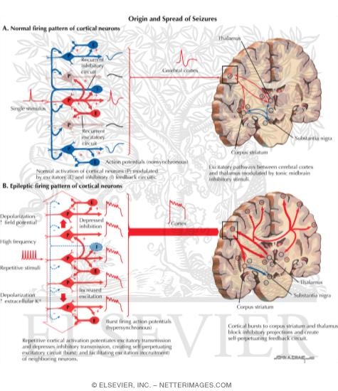 Normal Electrical Firing Patterns of Cortical Neurons and the Origin and Spread of Seizures