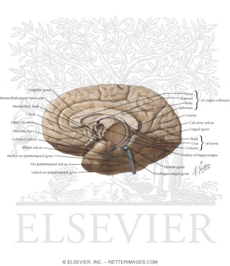 Anatomy of the Medial (Midsagittal) Surface of the Brain, with Brain Stem Removed
