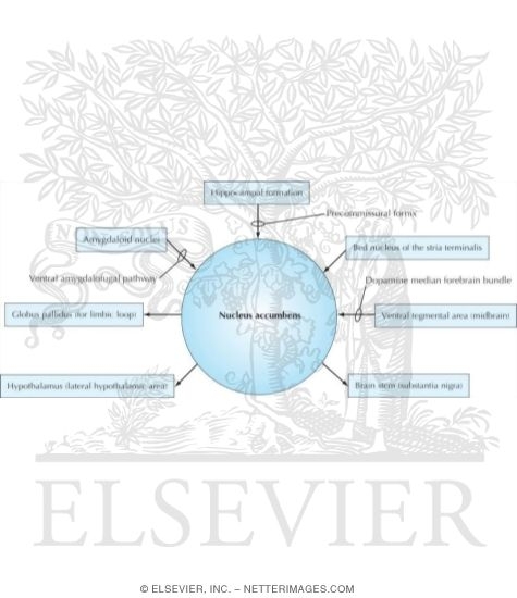 Connections of Nucleus Accumbens